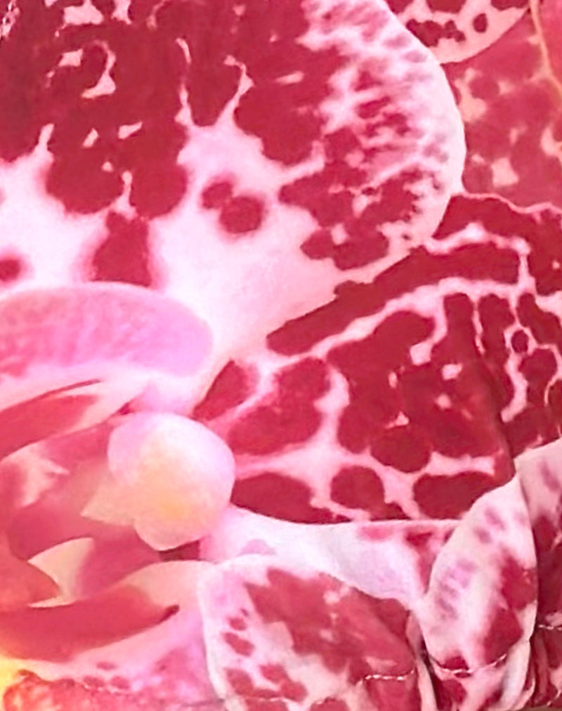 Cerry Bikini Top in Orchid Pink